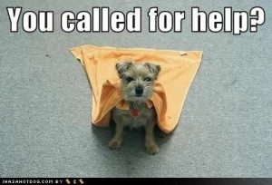 funny-dog-pictures