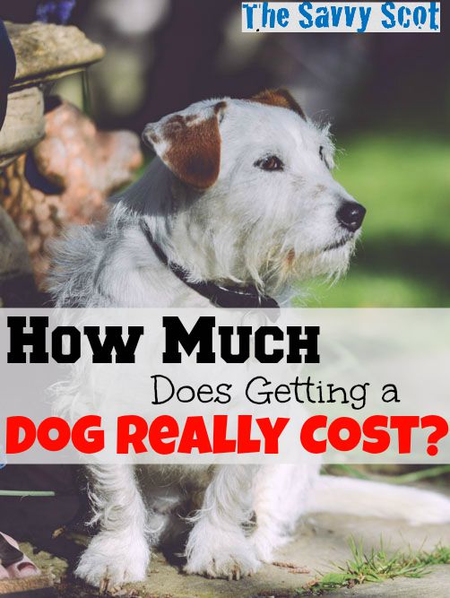 How Much Does Getting a Dog Really Cost