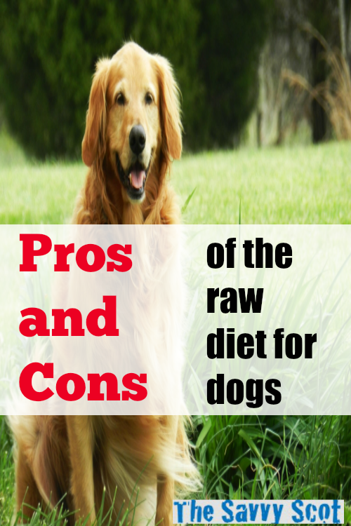Pros and cons of the raw diet for dogs The Savvy Scot